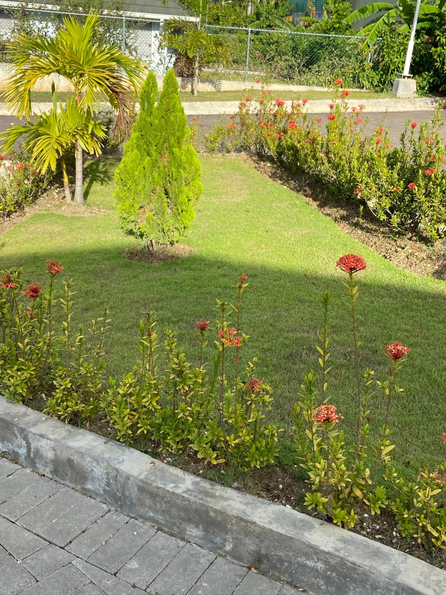 Twenty-Fifth image of 816 Richmond Estate in Laughlands, St. Ann, Jamaica - property is For Rent