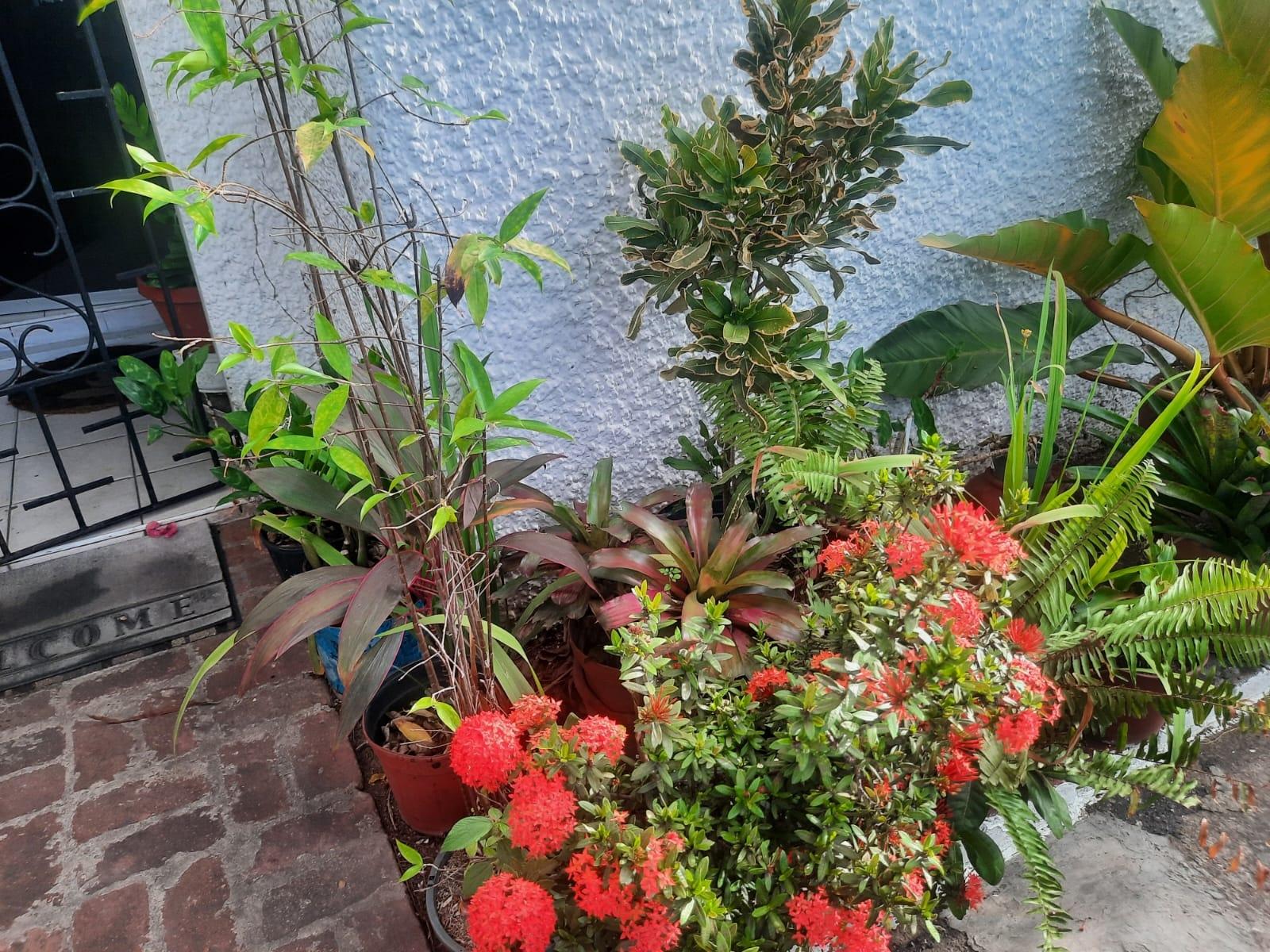 Twelfth image of 4- East Kings House Road in Kingston 6, St. Andrew, Jamaica - property is For Sale