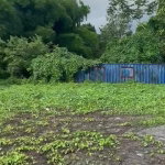 First image of 2 And 3 King's Valley in Grange Hill, Westmoreland, Jamaica - property is For Sale