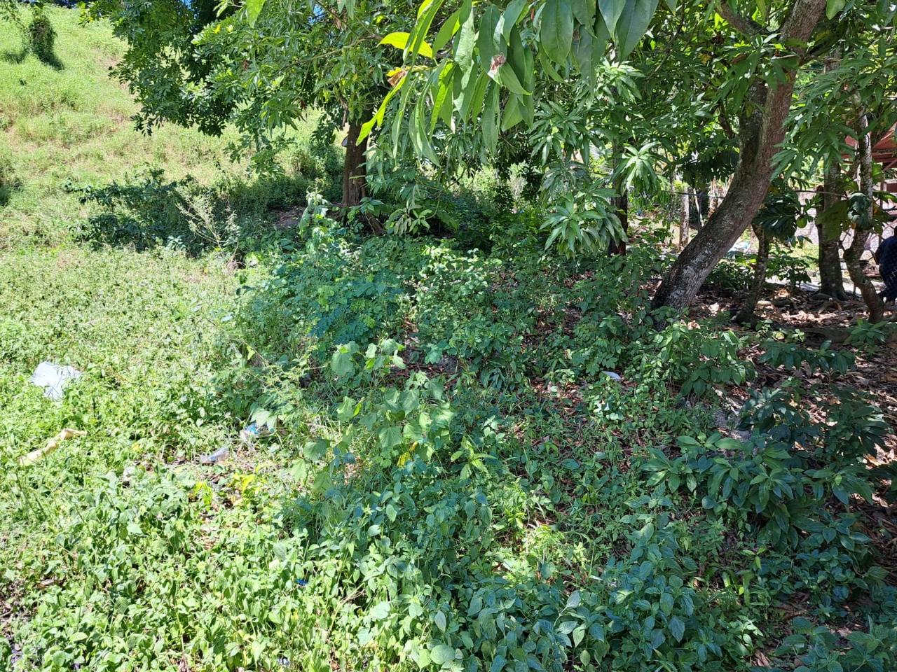 Commercial-Property-for-Sale-in-Lucea-Hanover-Great-Investment-Opportunity Third image of Cressers Lane, Lucea, Han in Lucea, Hanover, Jamaica - property is For Sale