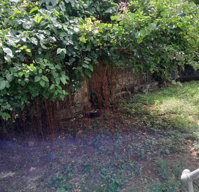 Tenth image of 4 Hibiscus Way, Coleraine, in Oracabessa, St. Mary, Jamaica - property is For Sale