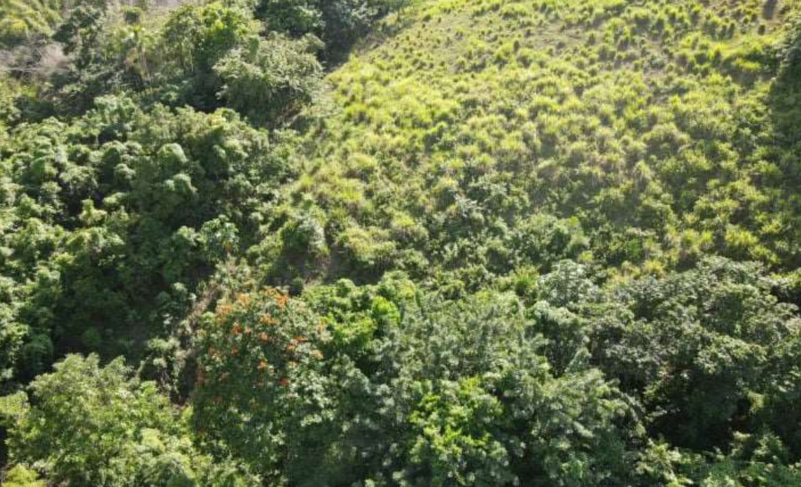 First image of Burrowfield White Hall in Whitehall, St. Thomas, Jamaica - property is For Sale