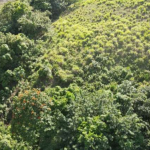 First image of Burrowfield White Hall in Whitehall, St. Thomas, Jamaica - property is For Sale