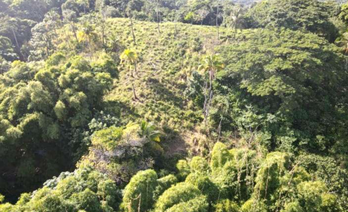 Third image of Burrowfield White Hall in Whitehall, St. Thomas, Jamaica - property is For Sale