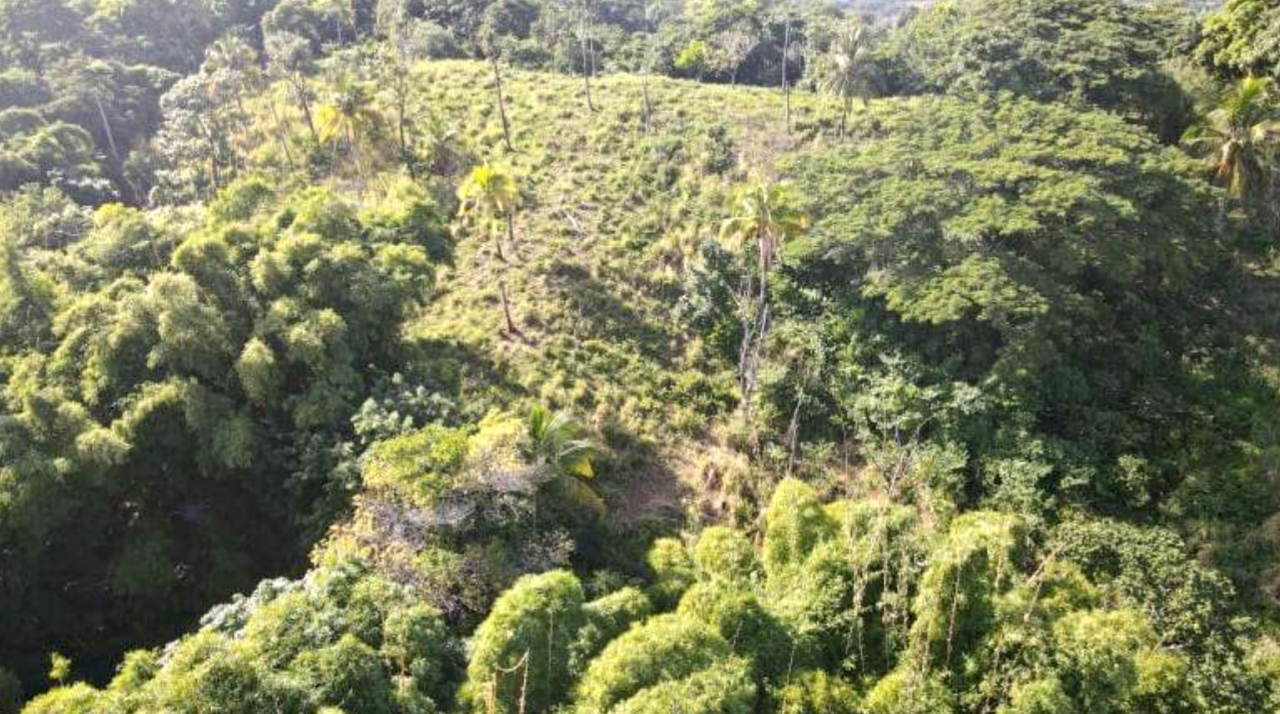 Third image of Burrowfield White Hall in Whitehall, St. Thomas, Jamaica - property is For Sale