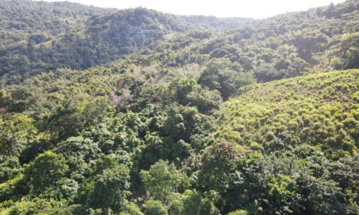 Fourth image of Burrowfield White Hall in Whitehall, St. Thomas, Jamaica - property is For Sale