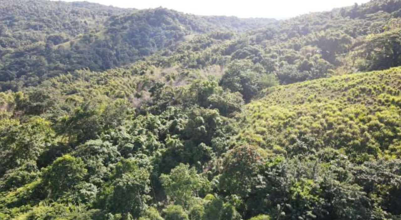 Fourth image of Burrowfield White Hall in Whitehall, St. Thomas, Jamaica - property is For Sale