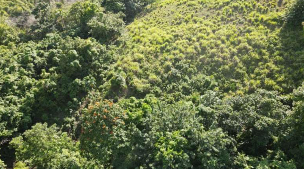 First image of Burrowfield White Hall in Whitehall, St. Thomas, Jamaica - property is For Sale