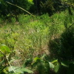 First image of Marlie Hill in Cross Keys, Manchester, Jamaica - property is For Sale