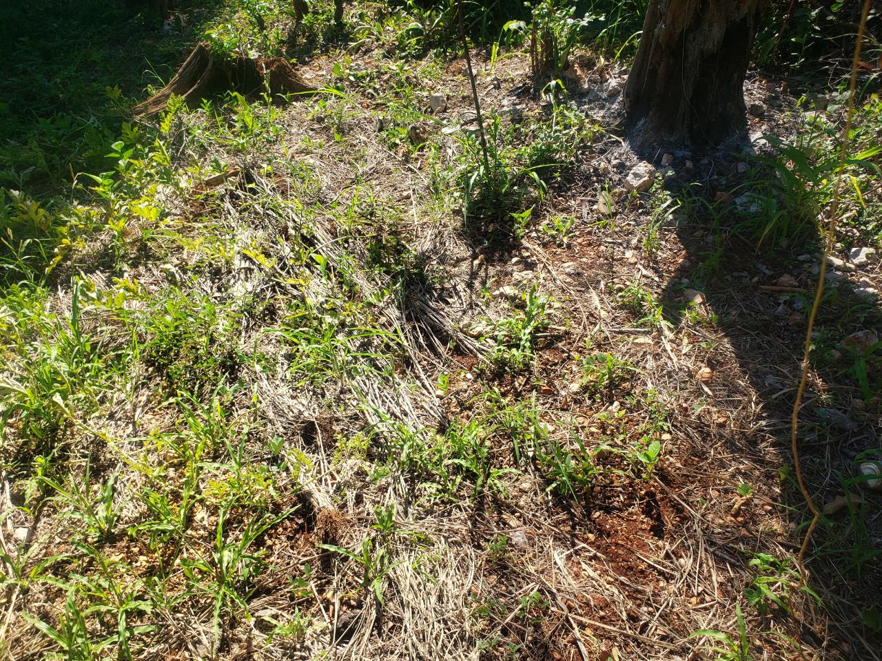 Fourth image of Marlie Hill in Cross Keys, Manchester, Jamaica - property is For Sale