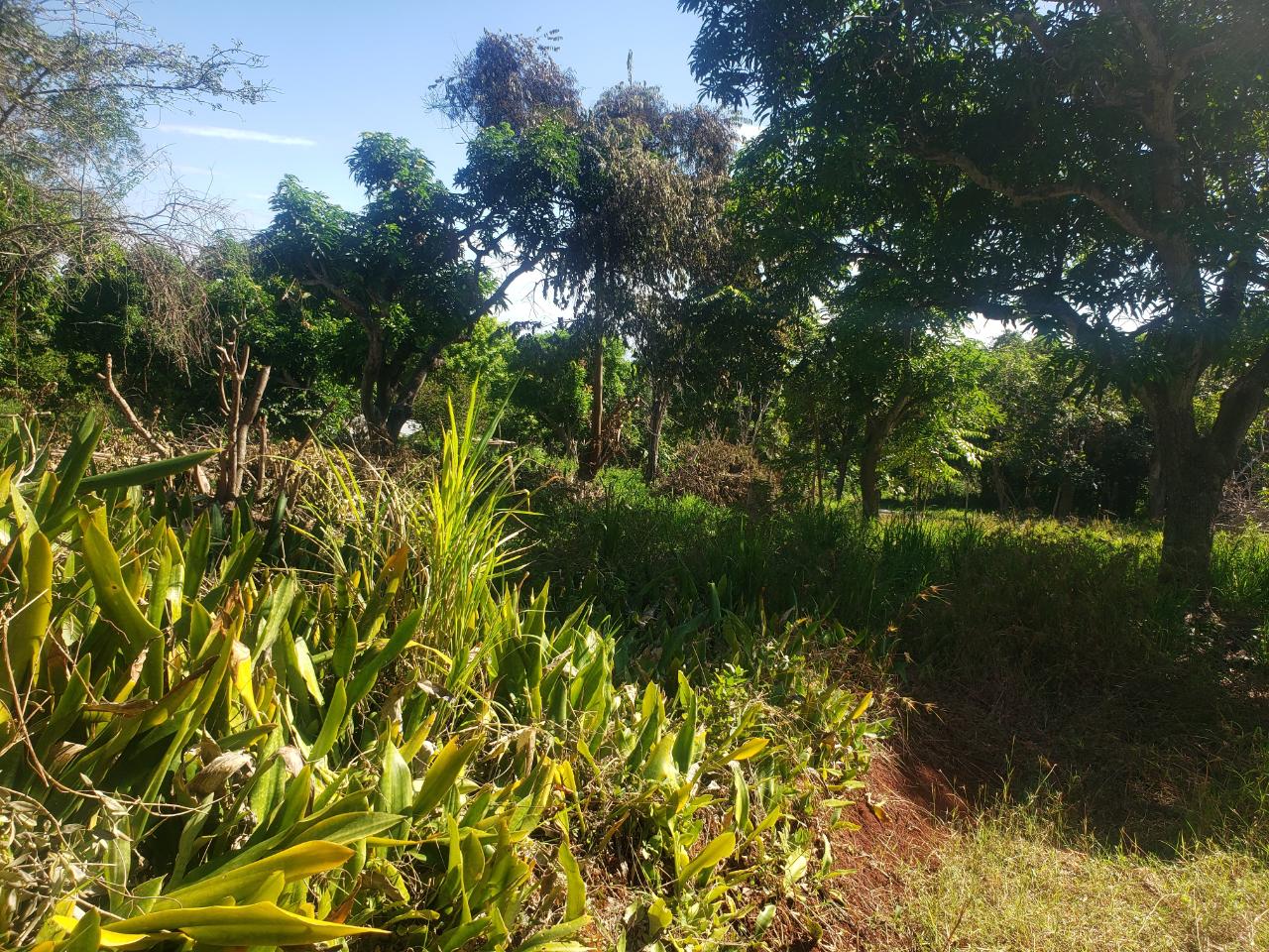 Fifth image of Marlie Hill in Cross Keys, Manchester, Jamaica - property is For Sale