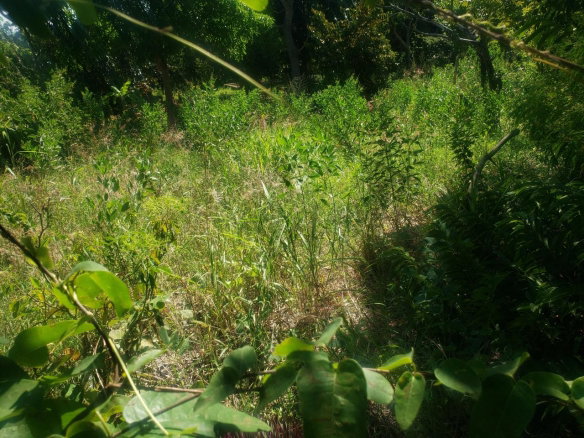 First image of Marlie Hill in Cross Keys, Manchester, Jamaica - property is For Sale