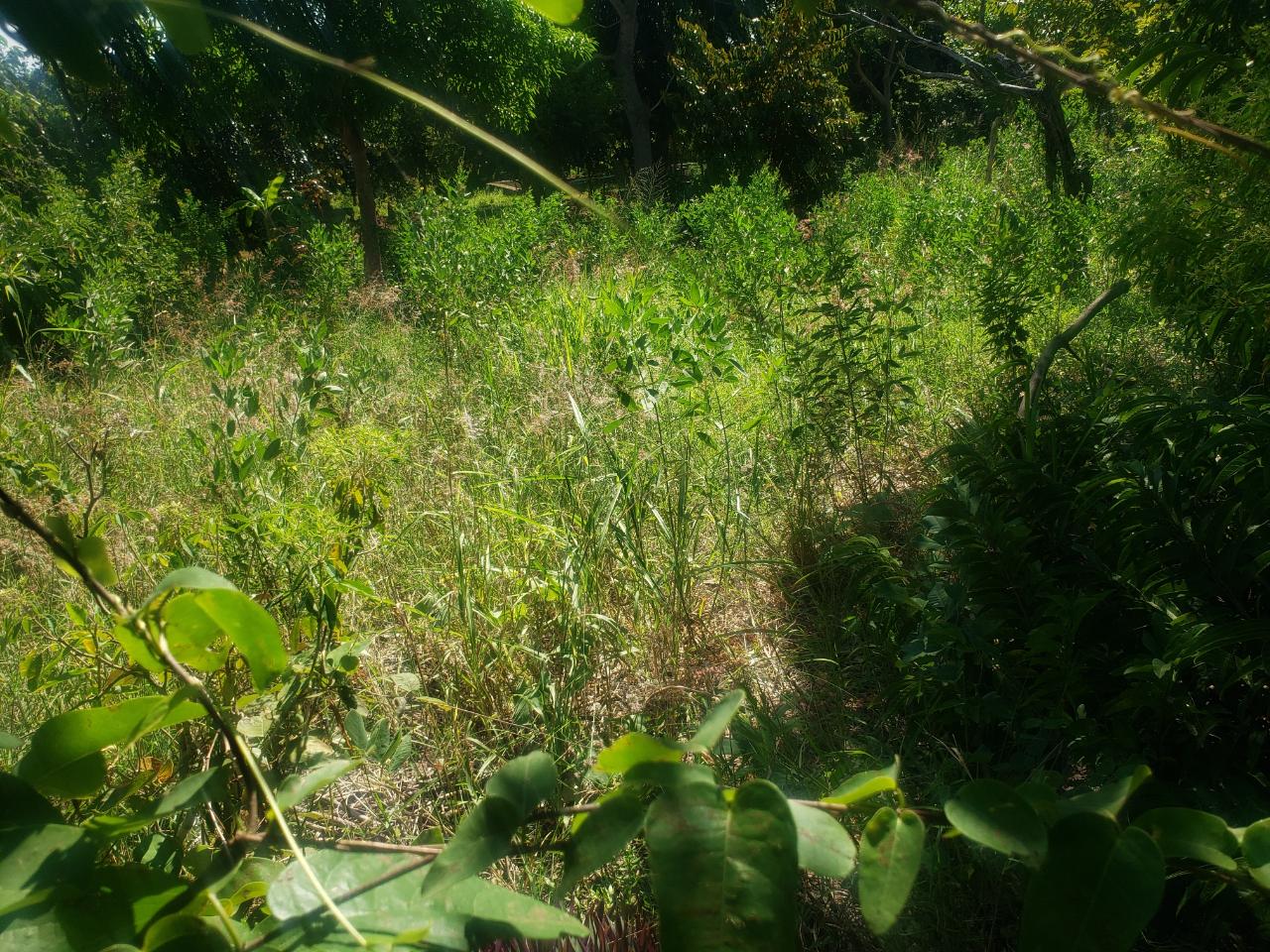 First image of Marlie Hill in Cross Keys, Manchester, Jamaica - property is For Sale