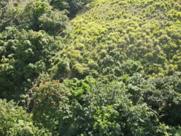 First image of Burrowfield White Hall in Whitehall, St. Thomas, Jamaica - property is For Sale