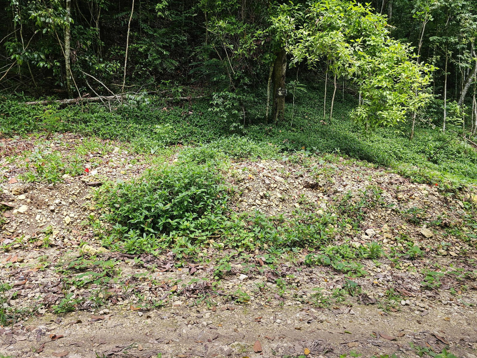Sixth image of 0-0 Spring Garden in Montego Bay, St. James, Jamaica - property is For Sale