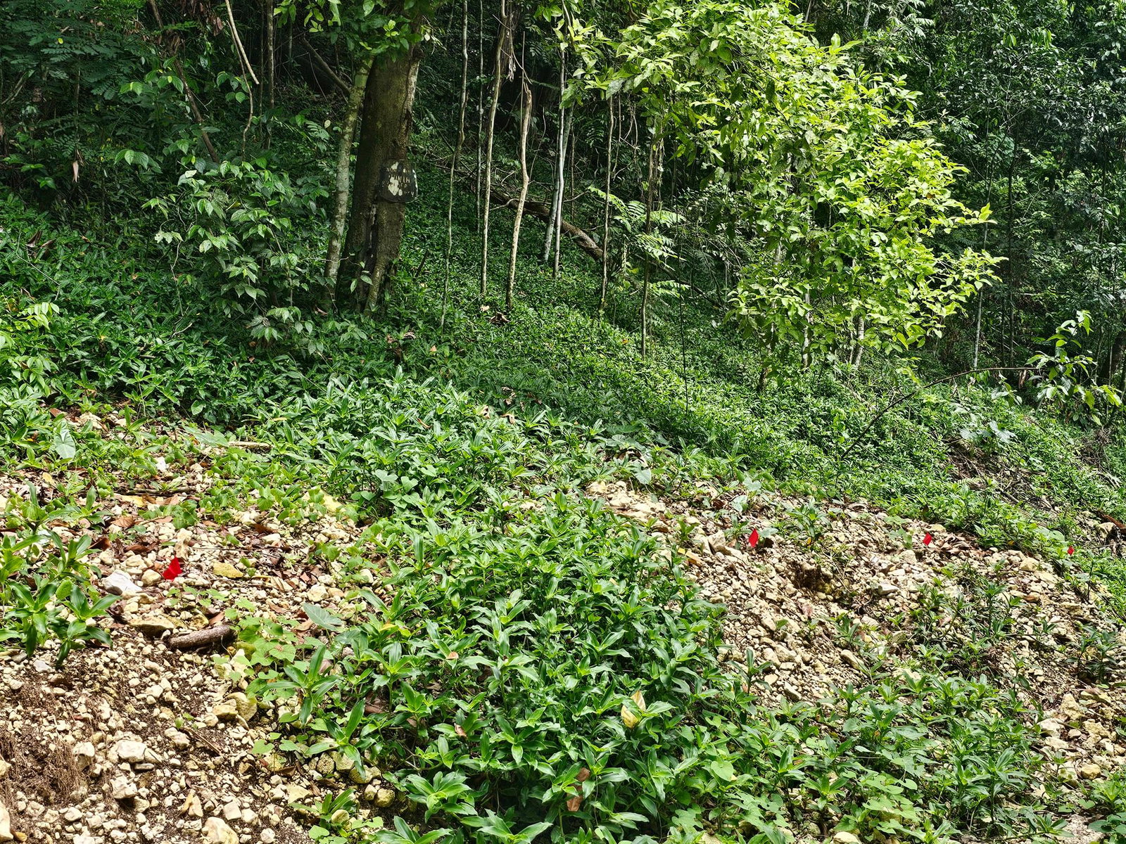 Eighth image of 0-0 Spring Garden in Montego Bay, St. James, Jamaica - property is For Sale