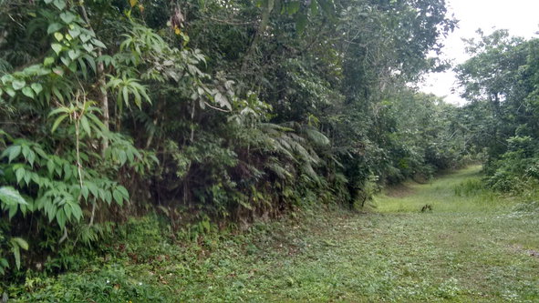 Second image of 36- Sligoville Main Road in Sligoville, St. Catherine, Jamaica - property is For Sale
