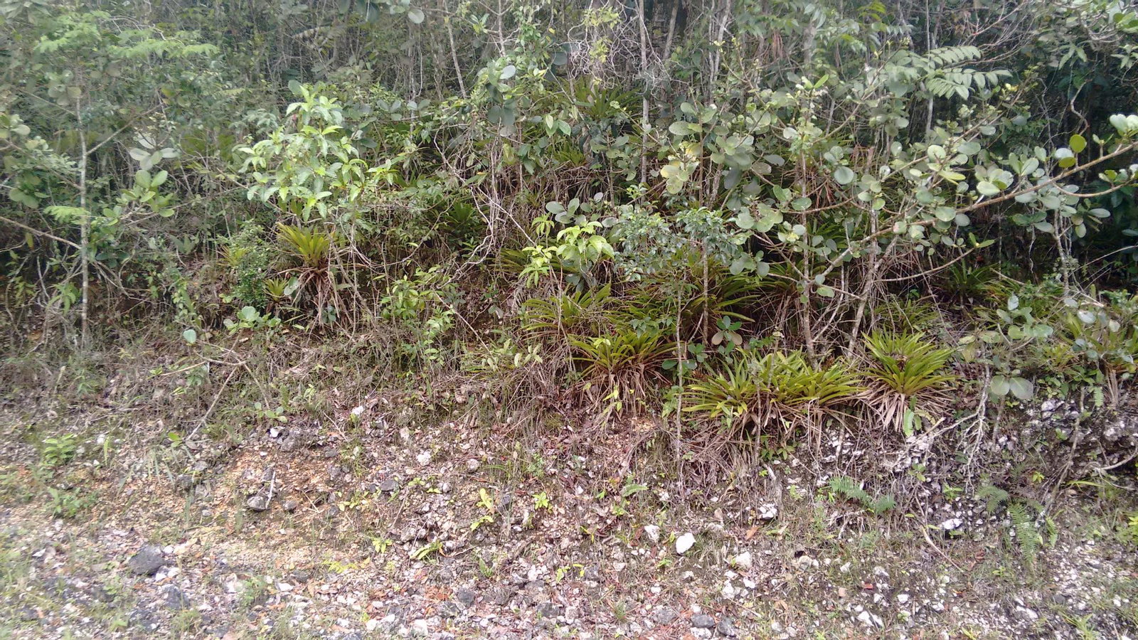 Third image of 36- Sligoville Main Road in Sligoville, St. Catherine, Jamaica - property is For Sale