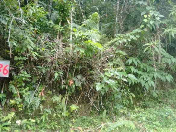 First image of 36- Sligoville Main Road in Sligoville, St. Catherine, Jamaica - property is For Sale