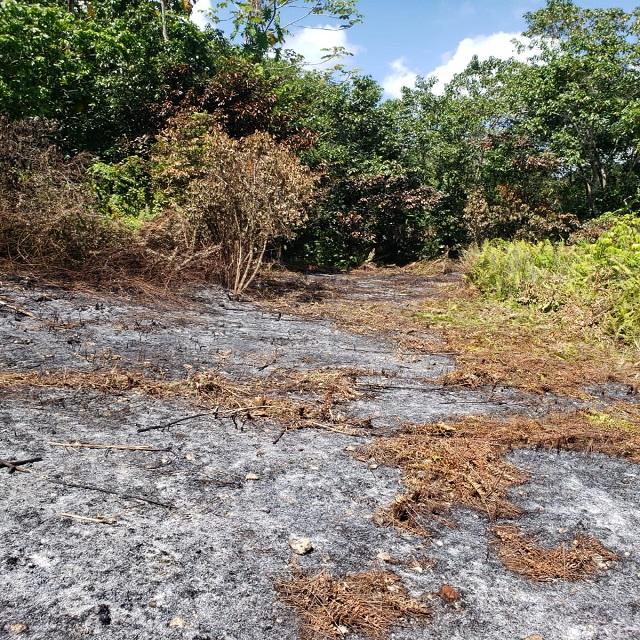 Fourth image of Lot 79- Reach Falls, Portland in Manchioneal, Portland, Jamaica - property is For Sale
