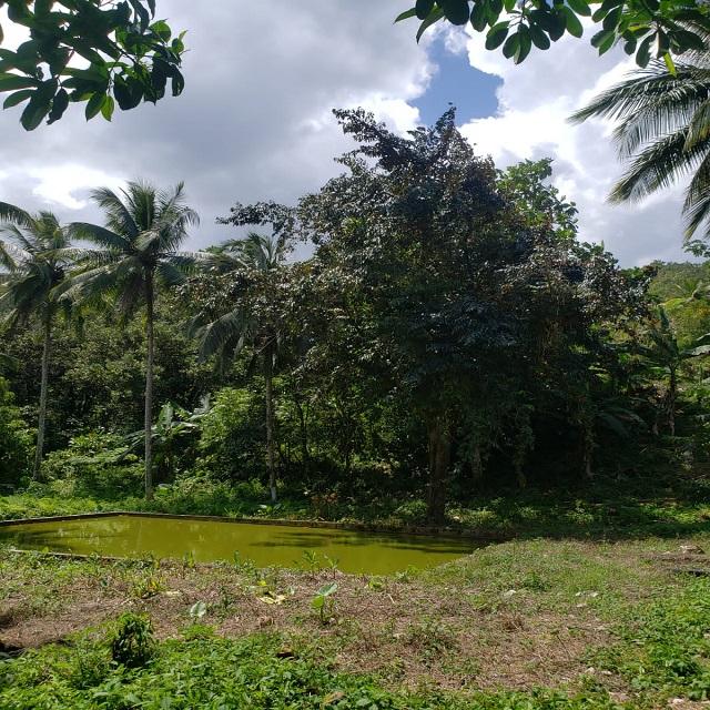 Fifth image of Lot 79- Reach Falls, Portland in Manchioneal, Portland, Jamaica - property is For Sale