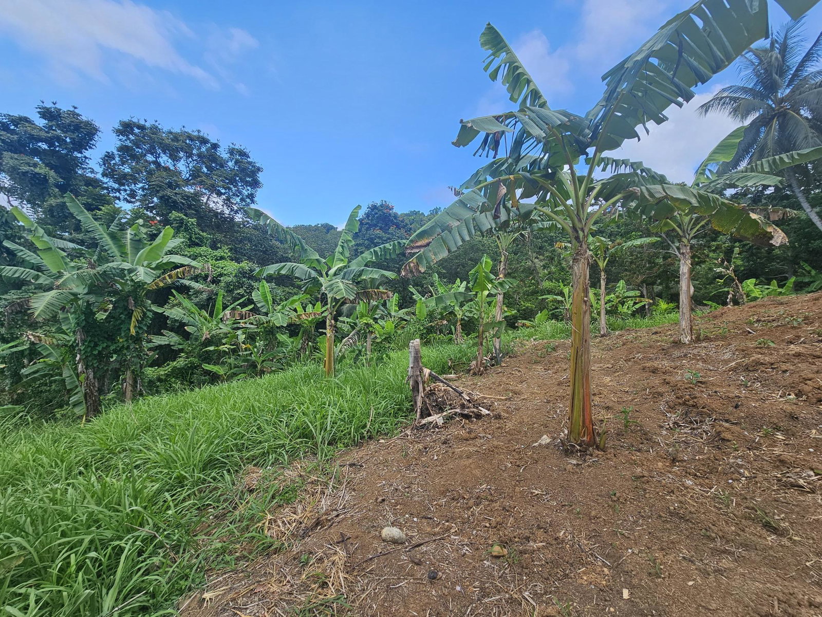 Third image of 59 Wydah, St. Margarets Bay in St. Margaret's Bay, Portland, Jamaica - property is For Sale
