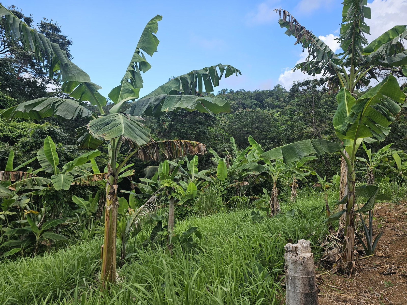 Fourth image of 59 Wydah, St. Margarets Bay in St. Margaret's Bay, Portland, Jamaica - property is For Sale