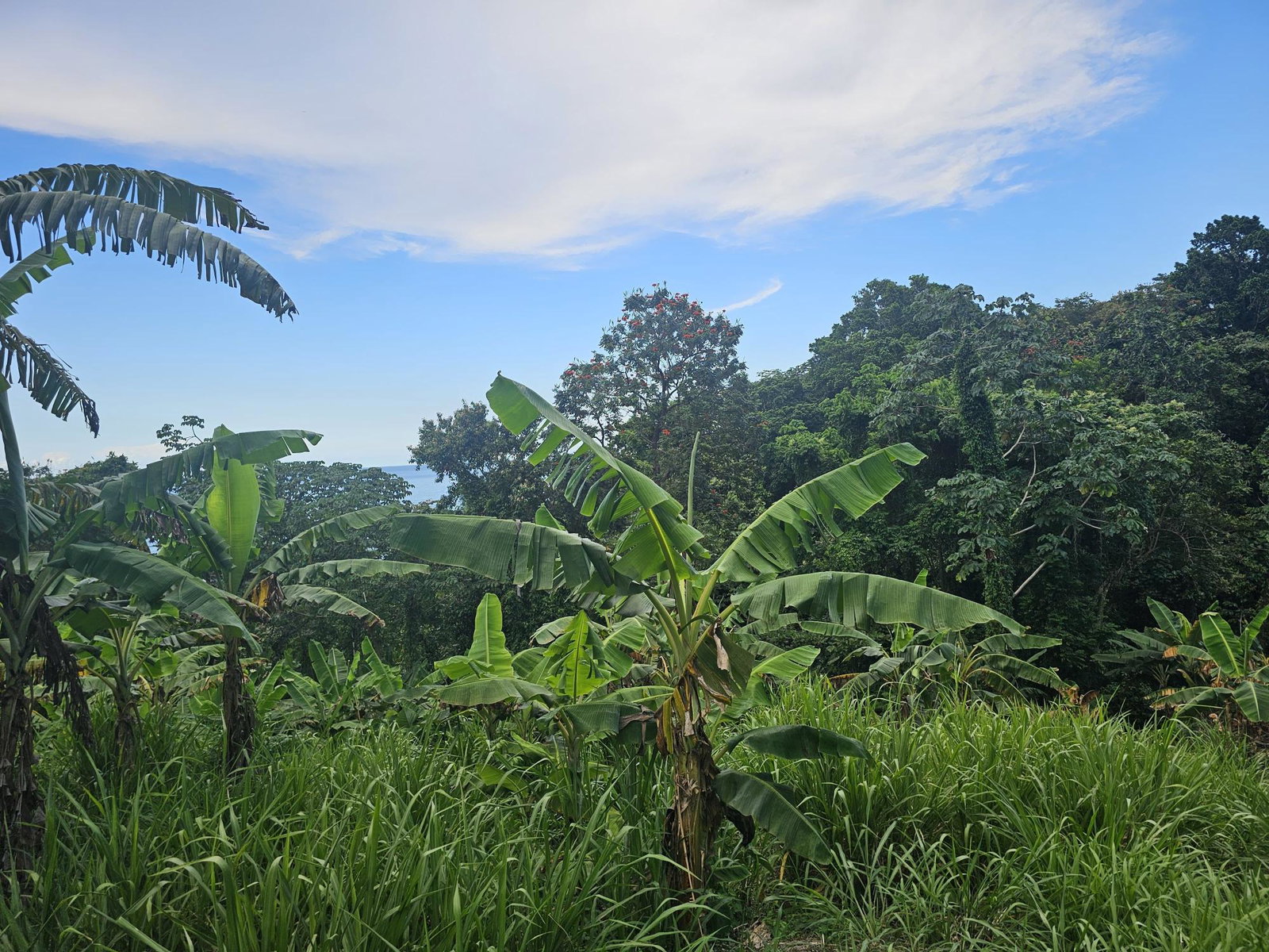 Fifth image of 59 Wydah, St. Margarets Bay in St. Margaret's Bay, Portland, Jamaica - property is For Sale