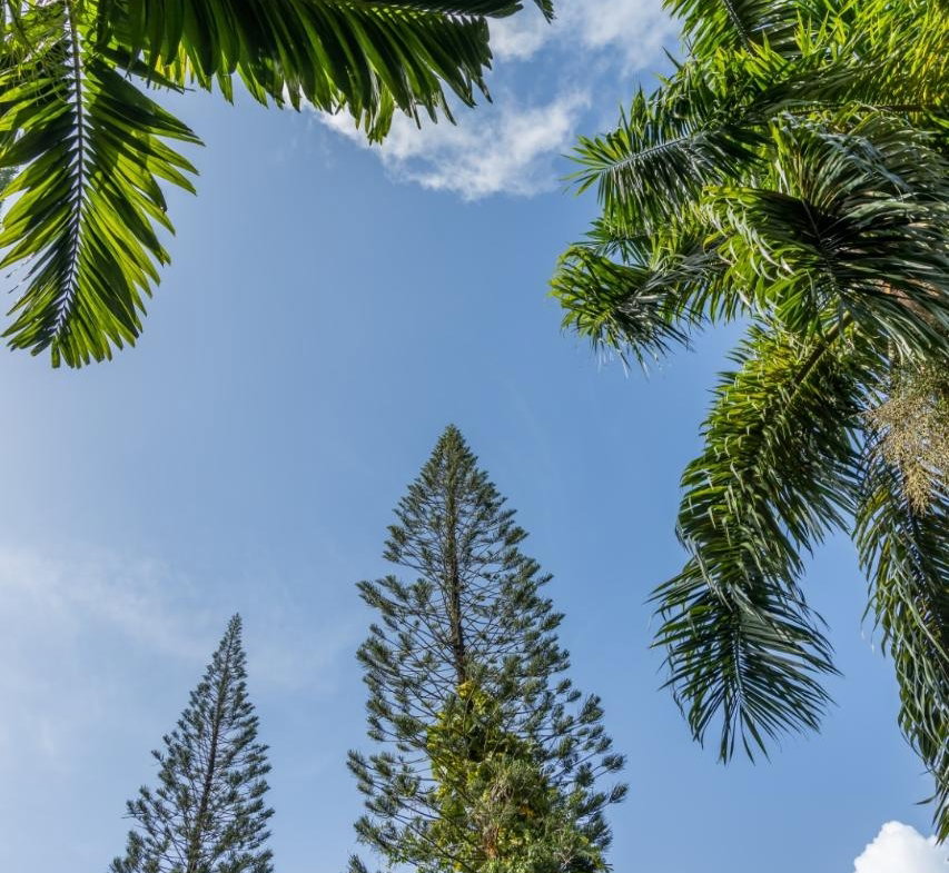 Eleventh image of 105 San San Estate, Portland in SAN SAN, Portland, Jamaica - property is For Sale