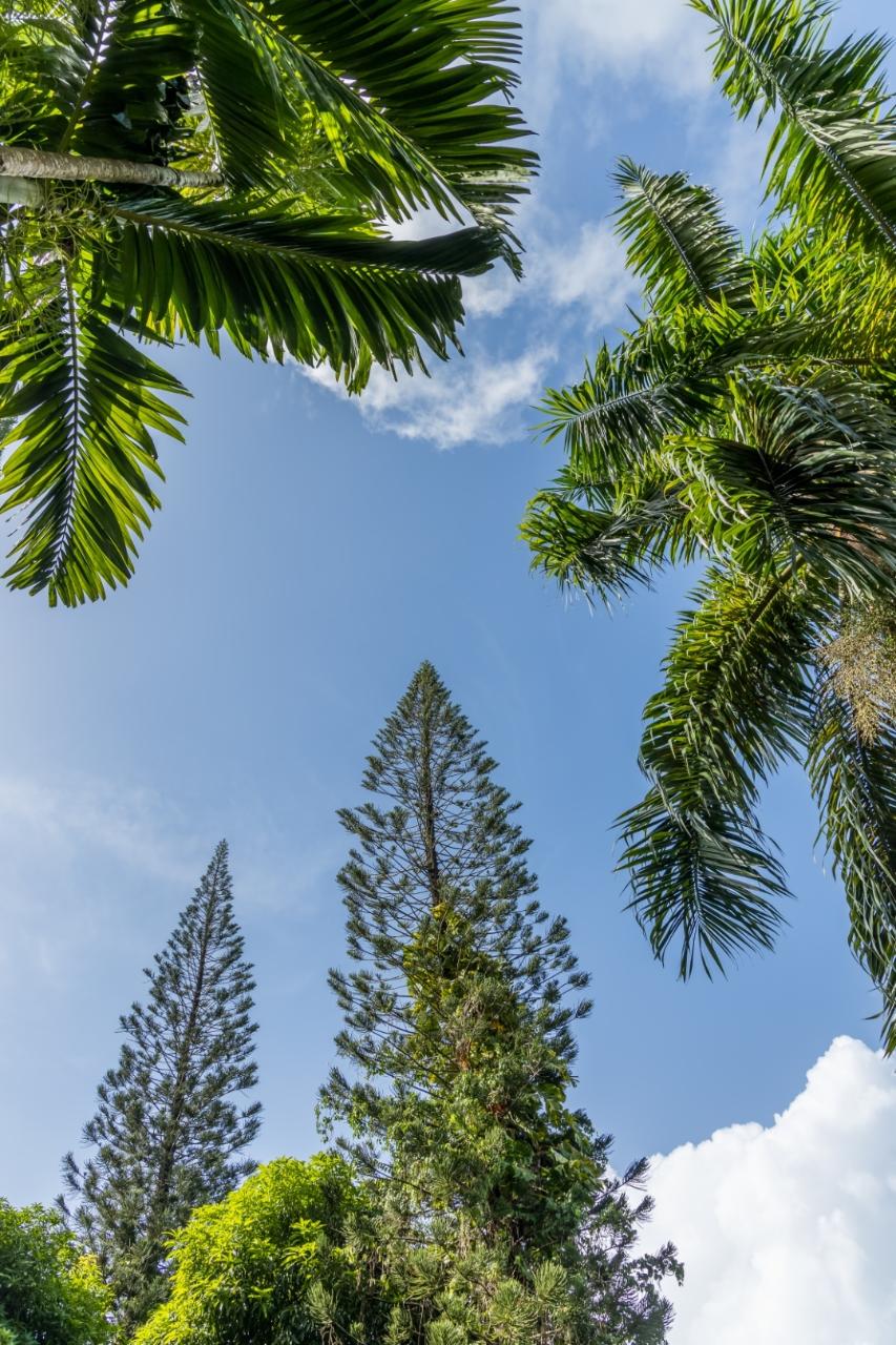 Eleventh image of 105 San San Estate, Portland in SAN SAN, Portland, Jamaica - property is For Sale