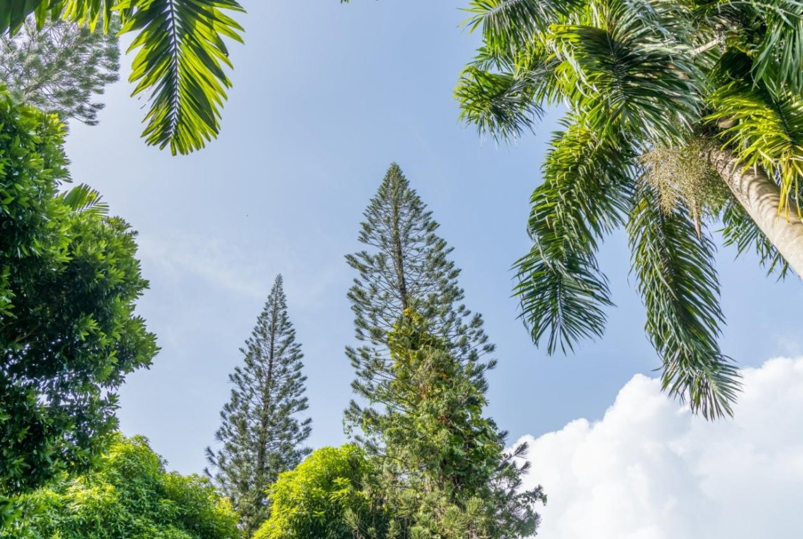 Thirteenth image of 105 San San Estate, Portland in SAN SAN, Portland, Jamaica - property is For Sale