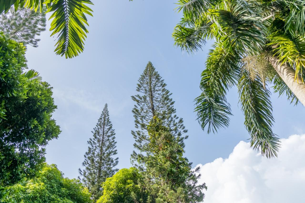 Thirteenth image of 105 San San Estate, Portland in SAN SAN, Portland, Jamaica - property is For Sale