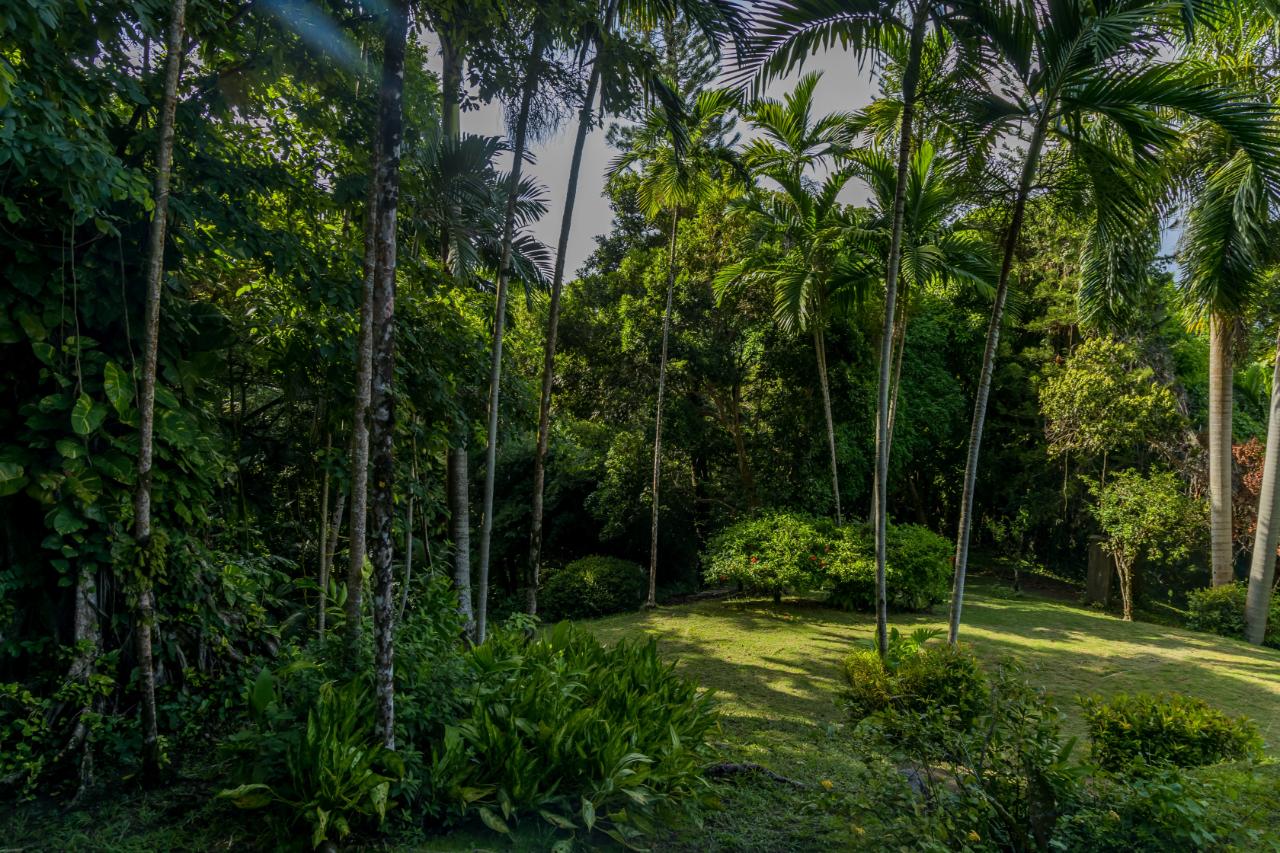 Nineteenth image of 105 San San Estate, Portland in SAN SAN, Portland, Jamaica - property is For Sale