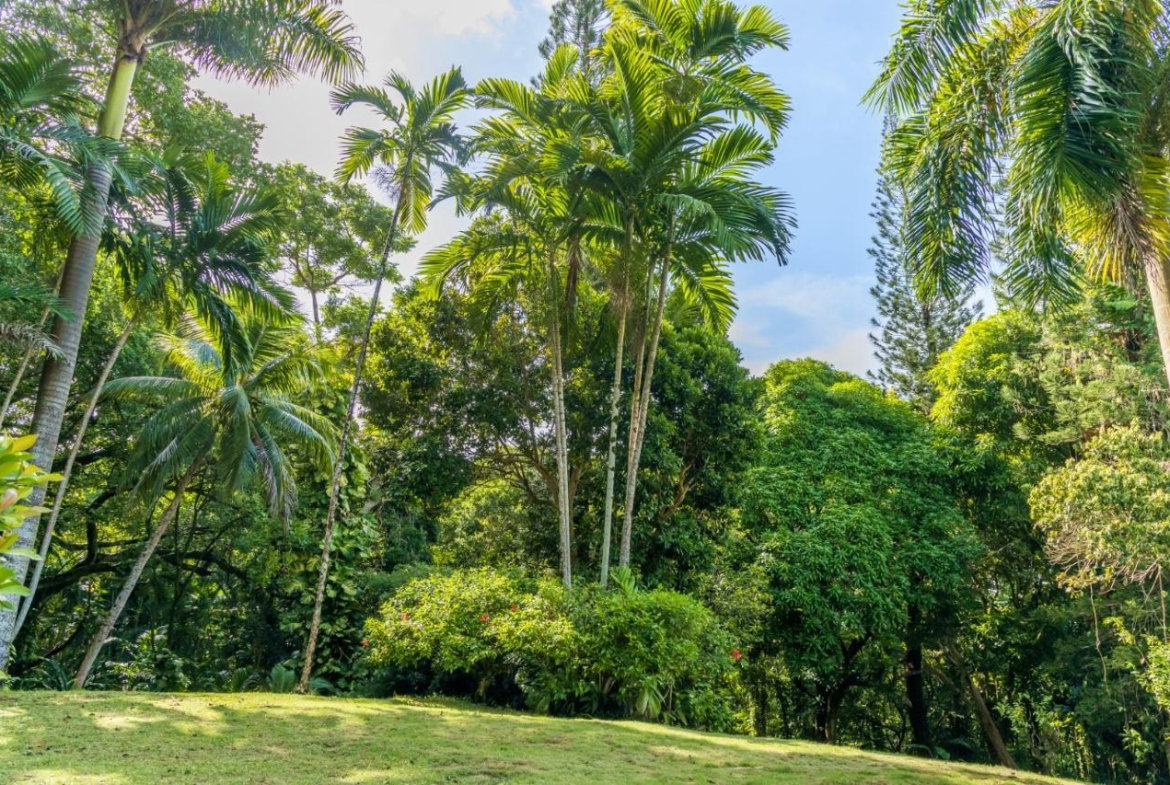 Third image of 105 San San Estate, Portland in SAN SAN, Portland, Jamaica - property is For Sale