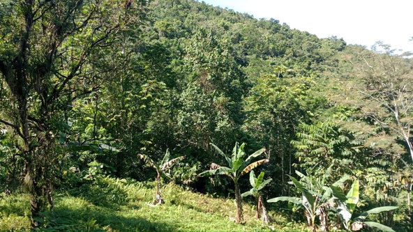 Thirteenth image of Pimento Mount in Sligoville, St. Catherine, Jamaica - property is For Sale