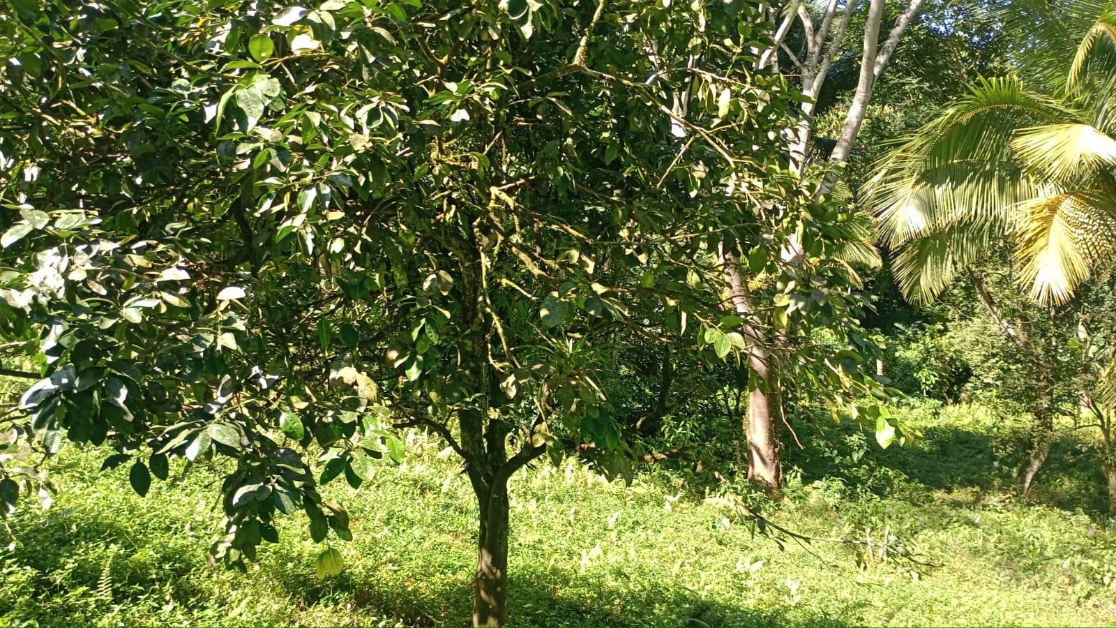 Fourteenth image of Pimento Mount in Sligoville, St. Catherine, Jamaica - property is For Sale