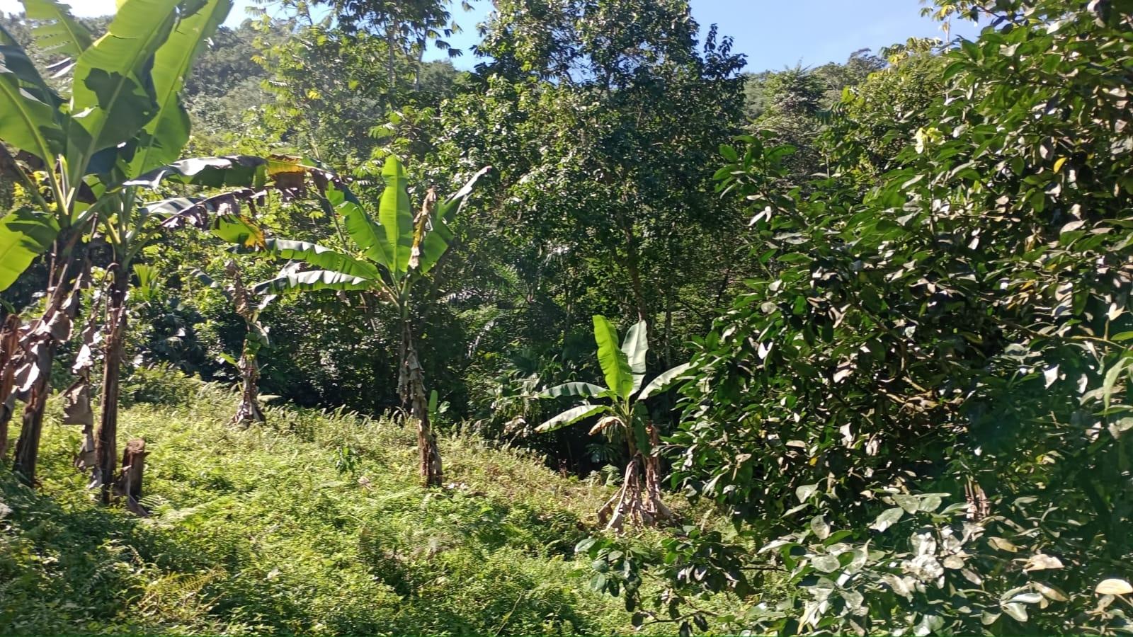 Fifteenth image of Pimento Mount in Sligoville, St. Catherine, Jamaica - property is For Sale