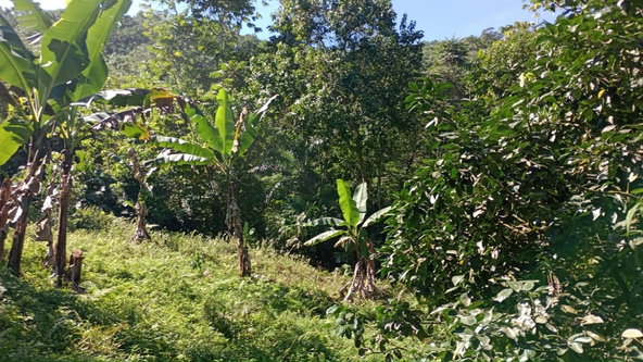 Fifteenth image of Pimento Mount in Sligoville, St. Catherine, Jamaica - property is For Sale