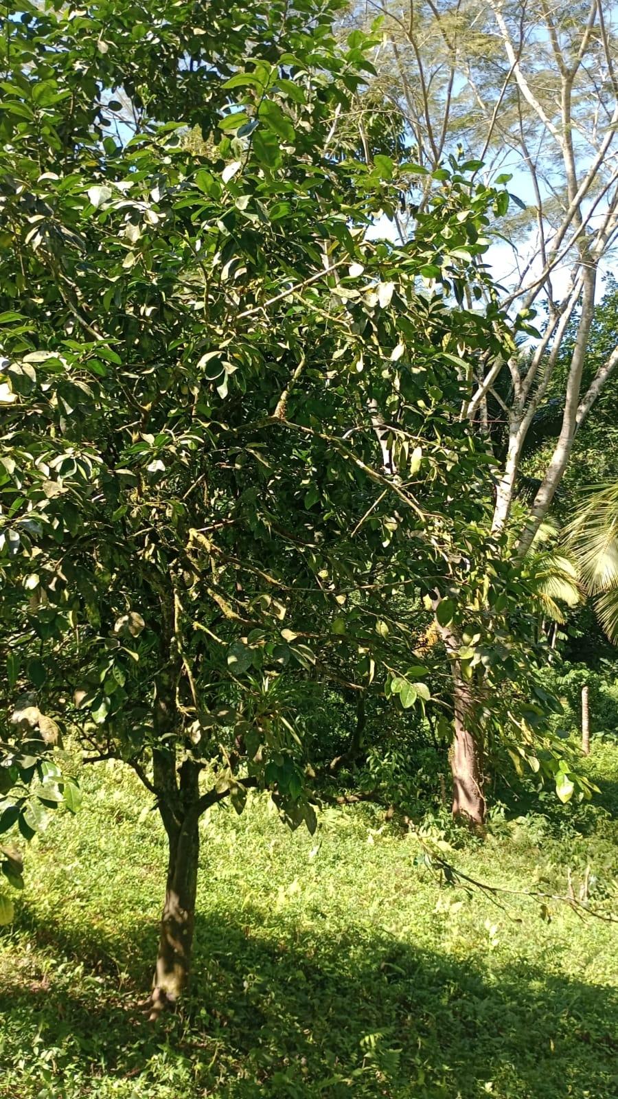 Sixteenth image of Pimento Mount in Sligoville, St. Catherine, Jamaica - property is For Sale