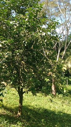 Sixteenth image of Pimento Mount in Sligoville, St. Catherine, Jamaica - property is For Sale