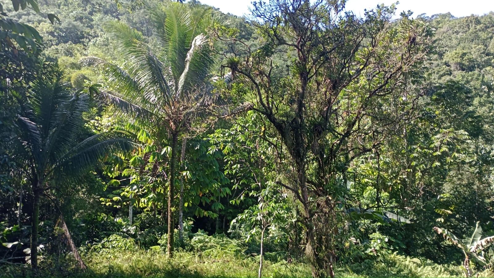 Seventeenth image of Pimento Mount in Sligoville, St. Catherine, Jamaica - property is For Sale