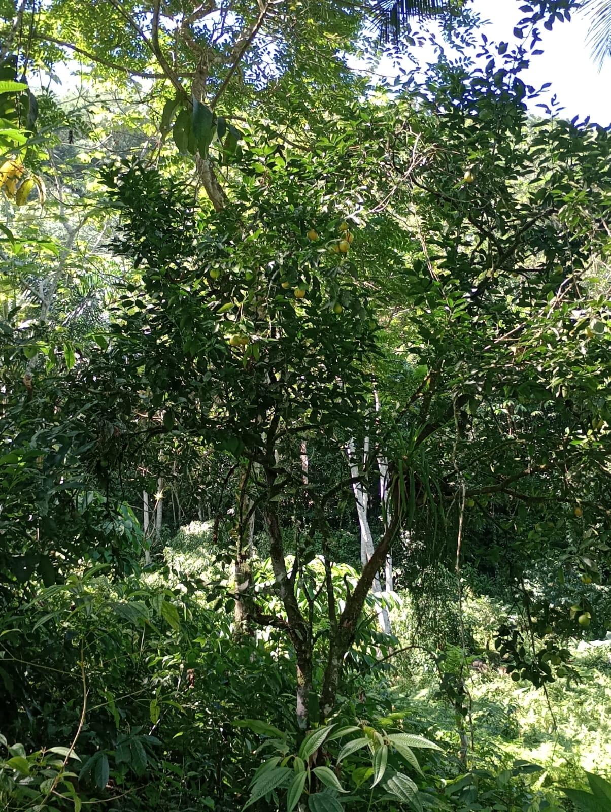 Eighteenth image of Pimento Mount in Sligoville, St. Catherine, Jamaica - property is For Sale