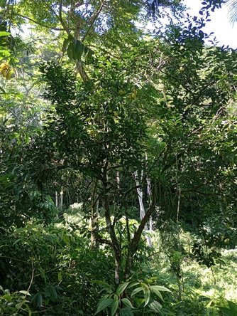 Eighteenth image of Pimento Mount in Sligoville, St. Catherine, Jamaica - property is For Sale