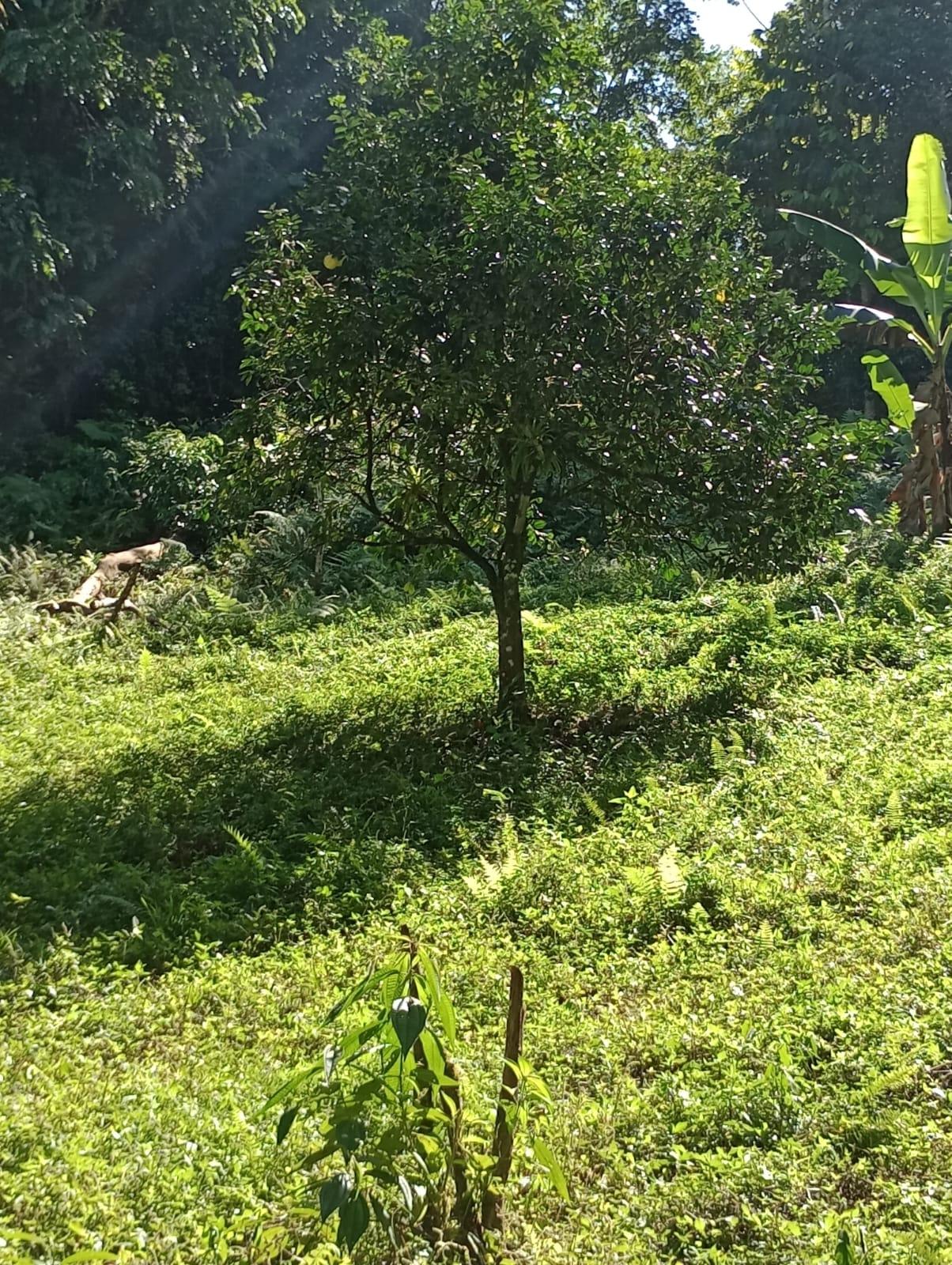 Nineteenth image of Pimento Mount in Sligoville, St. Catherine, Jamaica - property is For Sale