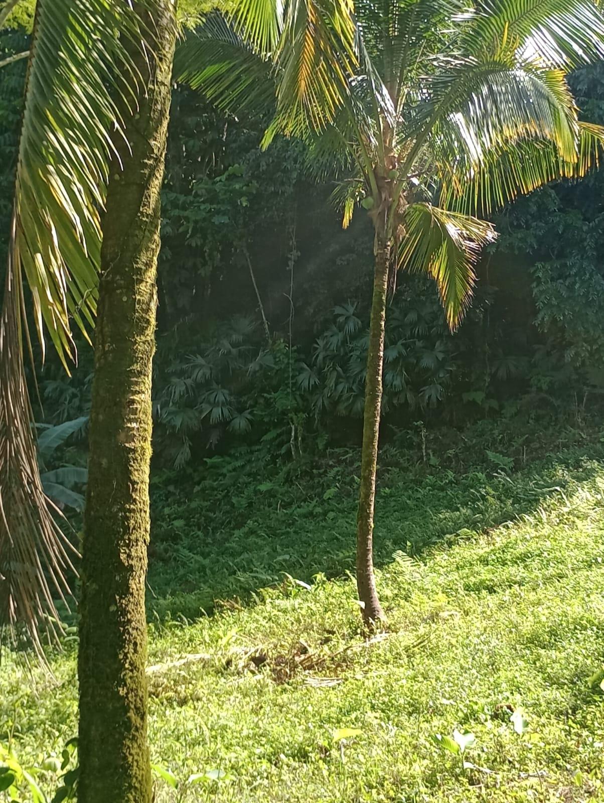 Twentieth image of Pimento Mount in Sligoville, St. Catherine, Jamaica - property is For Sale