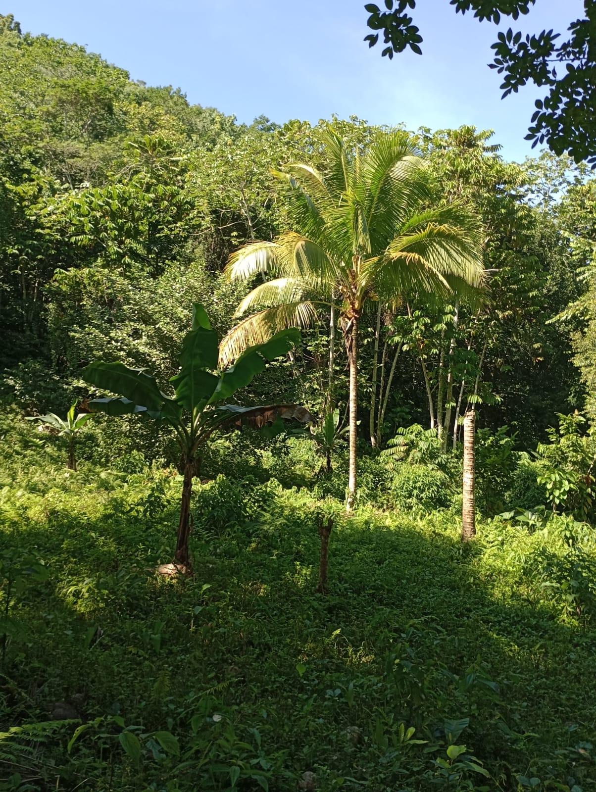 Twenty-First image of Pimento Mount in Sligoville, St. Catherine, Jamaica - property is For Sale