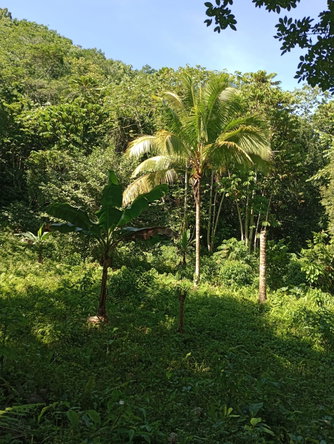 Twenty-First image of Pimento Mount in Sligoville, St. Catherine, Jamaica - property is For Sale