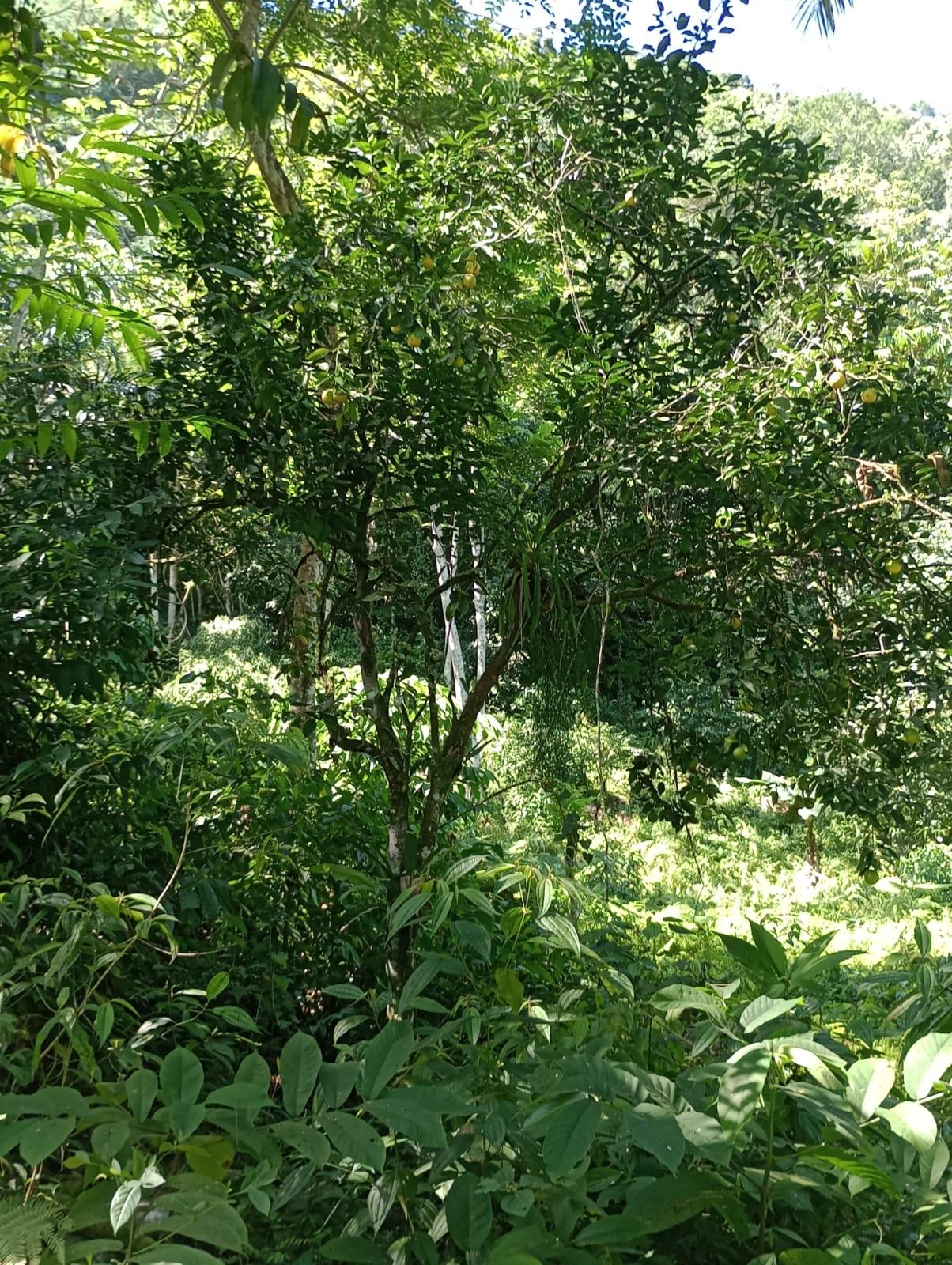 Twenty-Second image of Pimento Mount in Sligoville, St. Catherine, Jamaica - property is For Sale