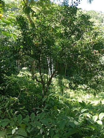 Twenty-Second image of Pimento Mount in Sligoville, St. Catherine, Jamaica - property is For Sale