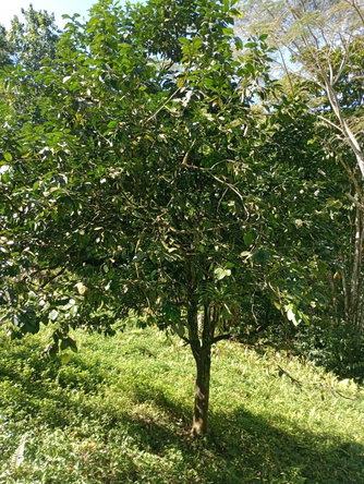Twenty-Third image of Pimento Mount in Sligoville, St. Catherine, Jamaica - property is For Sale